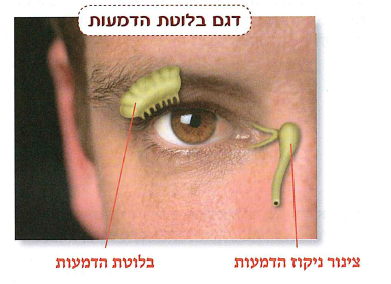(בספר תמונה:) דגם בלוטת הדמעות - בלוטת הדמעות, צינור ניקוז הדמעות.